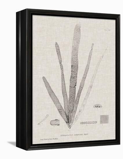 Charcoal & Linen Seaweed II-Henry Bradbury-Framed Stretched Canvas