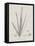 Charcoal & Linen Seaweed II-Henry Bradbury-Framed Stretched Canvas