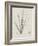 Charcoal & Linen Seaweed II-Henry Bradbury-Framed Art Print