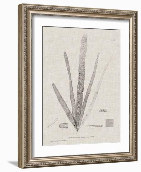 Charcoal & Linen Seaweed II-Henry Bradbury-Framed Art Print