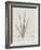 Charcoal & Linen Seaweed II-Henry Bradbury-Framed Art Print