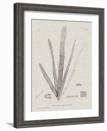 Charcoal & Linen Seaweed II-Henry Bradbury-Framed Art Print