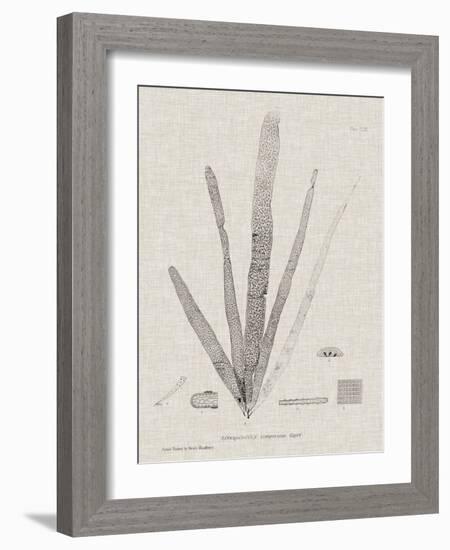 Charcoal & Linen Seaweed II-Henry Bradbury-Framed Art Print