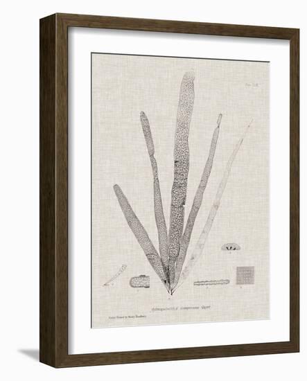 Charcoal & Linen Seaweed II-Henry Bradbury-Framed Art Print