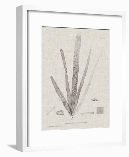 Charcoal & Linen Seaweed II-Henry Bradbury-Framed Art Print