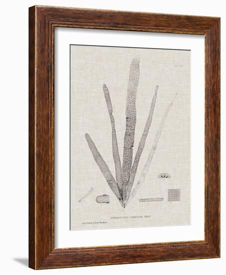 Charcoal & Linen Seaweed II-Henry Bradbury-Framed Art Print