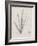 Charcoal & Linen Seaweed II-Henry Bradbury-Framed Art Print