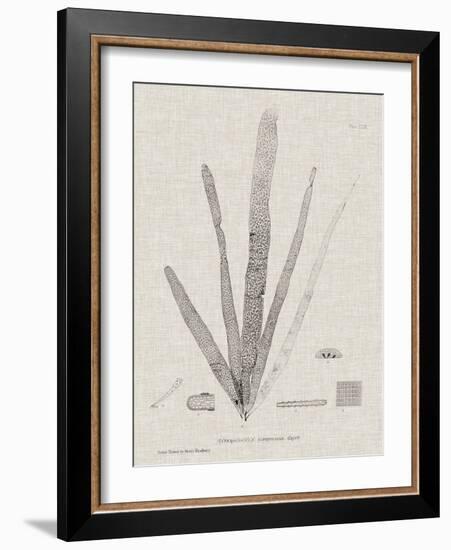 Charcoal & Linen Seaweed II-Henry Bradbury-Framed Art Print