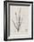 Charcoal & Linen Seaweed II-Henry Bradbury-Framed Art Print