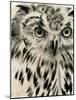 Charcoal Owl I-Jennifer Paxton Parker-Mounted Art Print