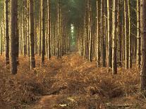 Pine Trees in Rows in Morning Light, Norfolk Wood, Norfolk, England, United Kingdom, Europe-Charcrit Boonsom-Photographic Print