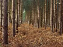 Pine Trees in Rows, Norfolk Wood, Norfolk, England, United Kingdom, Europe-Charcrit Boonsom-Photographic Print