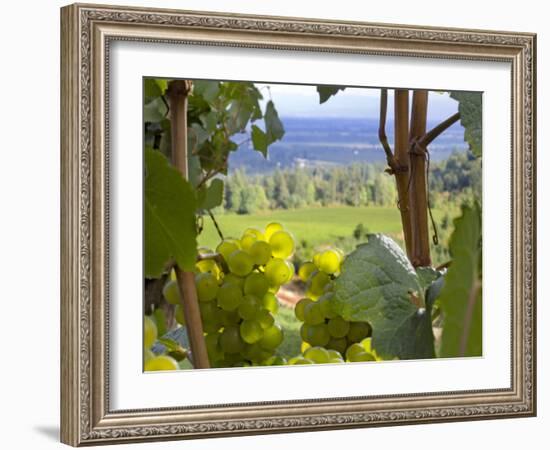 Chardonnay Grapes in the Knudsen Vineyard, Willamette Valley, Oregon, USA-Janis Miglavs-Framed Photographic Print