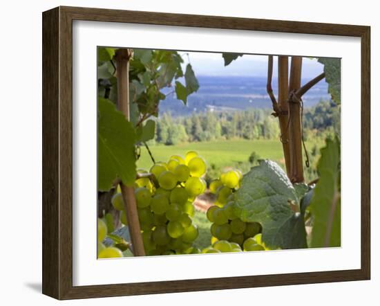 Chardonnay Grapes in the Knudsen Vineyard, Willamette Valley, Oregon, USA-Janis Miglavs-Framed Photographic Print