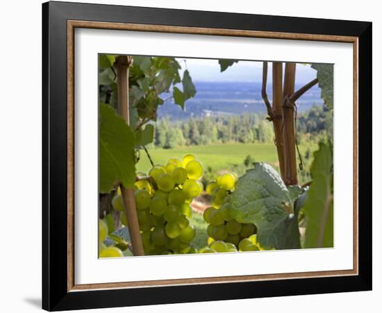 Chardonnay Grapes in the Knudsen Vineyard, Willamette Valley, Oregon, USA-Janis Miglavs-Framed Photographic Print