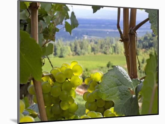 Chardonnay Grapes in the Knudsen Vineyard, Willamette Valley, Oregon, USA-Janis Miglavs-Mounted Photographic Print