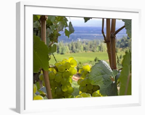 Chardonnay Grapes in the Knudsen Vineyard, Willamette Valley, Oregon, USA-Janis Miglavs-Framed Photographic Print