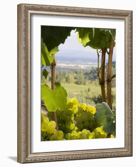 Chardonnay Grapes in the Knudsen Vineyard, Willamette Valley, Oregon, USA-Janis Miglavs-Framed Photographic Print