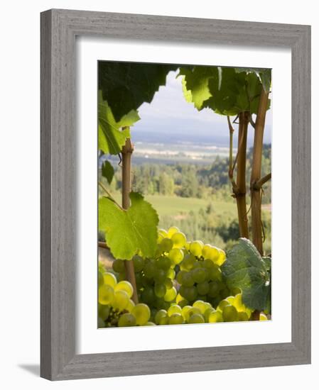 Chardonnay Grapes in the Knudsen Vineyard, Willamette Valley, Oregon, USA-Janis Miglavs-Framed Photographic Print