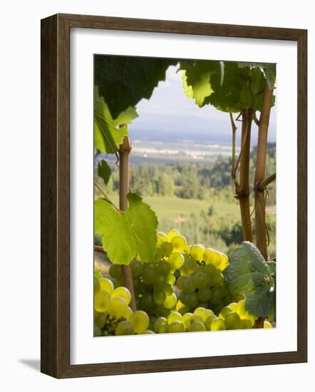 Chardonnay Grapes in the Knudsen Vineyard, Willamette Valley, Oregon, USA-Janis Miglavs-Framed Photographic Print