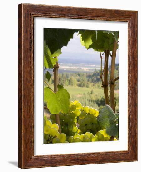 Chardonnay Grapes in the Knudsen Vineyard, Willamette Valley, Oregon, USA-Janis Miglavs-Framed Photographic Print