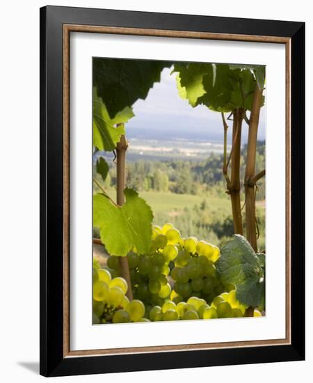 Chardonnay Grapes in the Knudsen Vineyard, Willamette Valley, Oregon, USA-Janis Miglavs-Framed Photographic Print