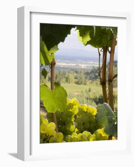 Chardonnay Grapes in the Knudsen Vineyard, Willamette Valley, Oregon, USA-Janis Miglavs-Framed Photographic Print