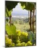 Chardonnay Grapes in the Knudsen Vineyard, Willamette Valley, Oregon, USA-Janis Miglavs-Mounted Photographic Print