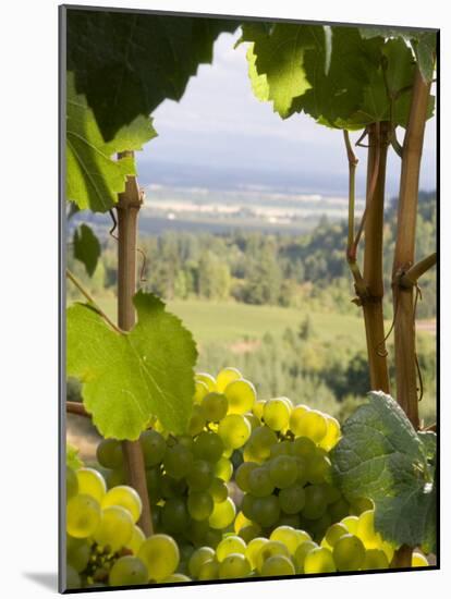 Chardonnay Grapes in the Knudsen Vineyard, Willamette Valley, Oregon, USA-Janis Miglavs-Mounted Photographic Print