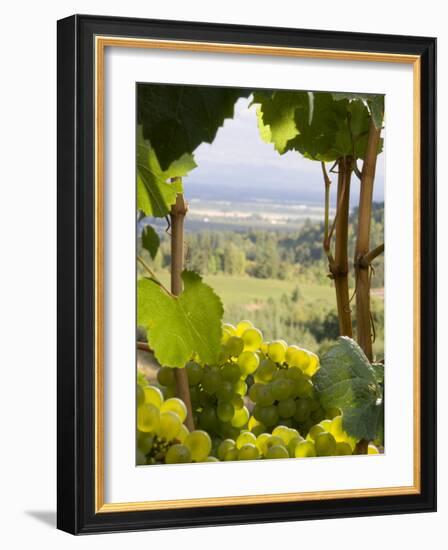 Chardonnay Grapes in the Knudsen Vineyard, Willamette Valley, Oregon, USA-Janis Miglavs-Framed Photographic Print