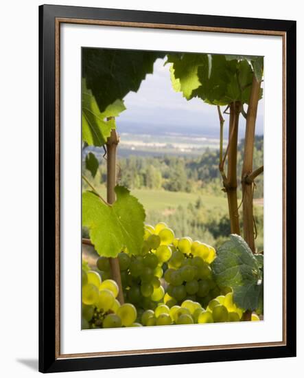 Chardonnay Grapes in the Knudsen Vineyard, Willamette Valley, Oregon, USA-Janis Miglavs-Framed Photographic Print