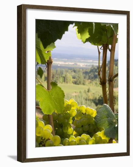 Chardonnay Grapes in the Knudsen Vineyard, Willamette Valley, Oregon, USA-Janis Miglavs-Framed Photographic Print