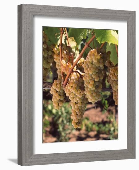 Chardonnay Grapes in Vineyard, Carneros Region, California, USA-null-Framed Photographic Print