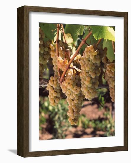 Chardonnay Grapes in Vineyard, Carneros Region, California, USA-null-Framed Photographic Print