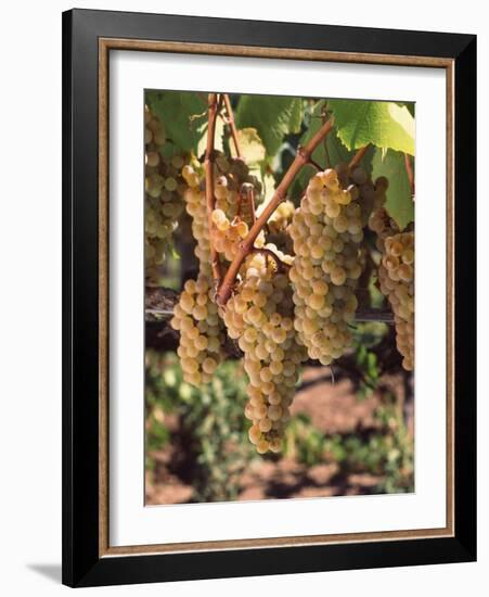 Chardonnay Grapes in Vineyard, Carneros Region, California, USA-null-Framed Photographic Print