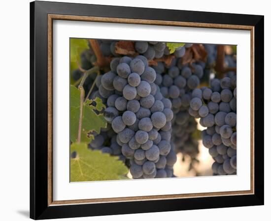 Chardonnay Grapes, Yountville, Napa Valley, California-Walter Bibikow-Framed Photographic Print