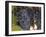 Chardonnay Grapes, Yountville, Napa Valley, California-Walter Bibikow-Framed Photographic Print