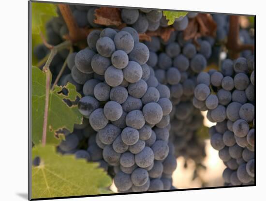 Chardonnay Grapes, Yountville, Napa Valley, California-Walter Bibikow-Mounted Photographic Print