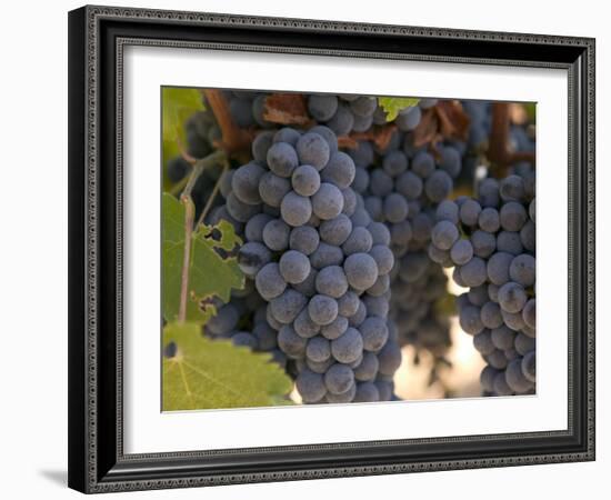 Chardonnay Grapes, Yountville, Napa Valley, California-Walter Bibikow-Framed Photographic Print