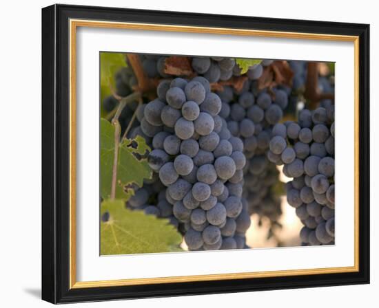 Chardonnay Grapes, Yountville, Napa Valley, California-Walter Bibikow-Framed Photographic Print