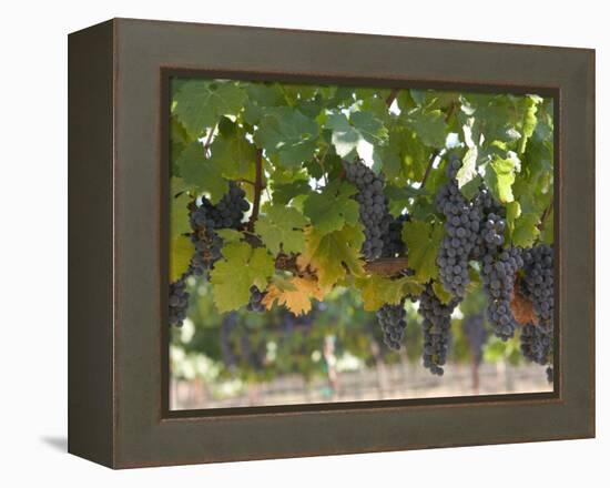 Chardonnay Grapes, Yountville, Napa Valley, California-Walter Bibikow-Framed Premier Image Canvas