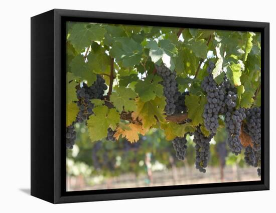 Chardonnay Grapes, Yountville, Napa Valley, California-Walter Bibikow-Framed Premier Image Canvas