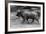 Charge Ahead-Staffan Widstrand-Framed Giclee Print