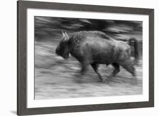 Charge Ahead-Staffan Widstrand-Framed Giclee Print