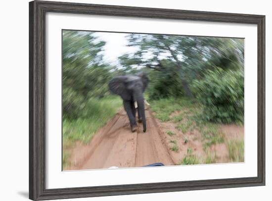 Charging African Elephant, Chobe National Park, Botswana-Paul Souders-Framed Photographic Print