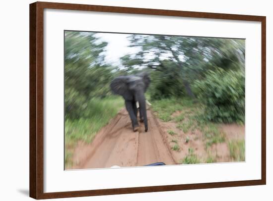 Charging African Elephant, Chobe National Park, Botswana-Paul Souders-Framed Photographic Print