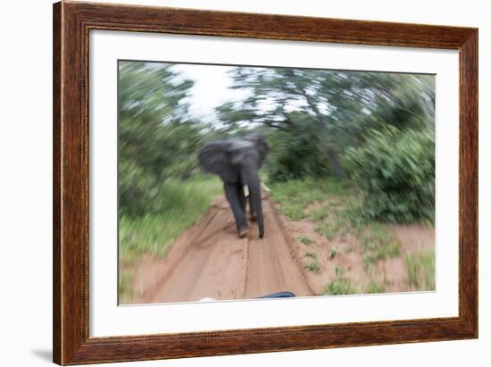 Charging African Elephant, Chobe National Park, Botswana-Paul Souders-Framed Photographic Print