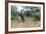 Charging African Elephant, Chobe National Park, Botswana-Paul Souders-Framed Photographic Print