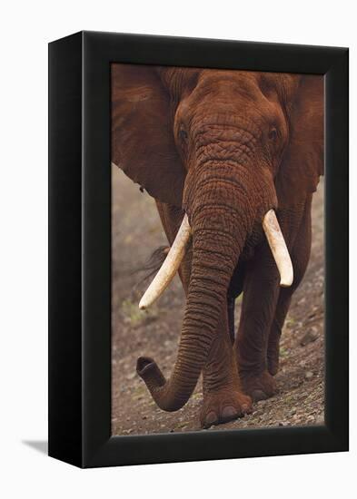 Charging Ahead-Staffan Widstrand-Framed Stretched Canvas