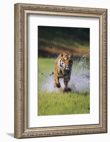 Charging Bengal Tiger-DLILLC-Framed Photographic Print